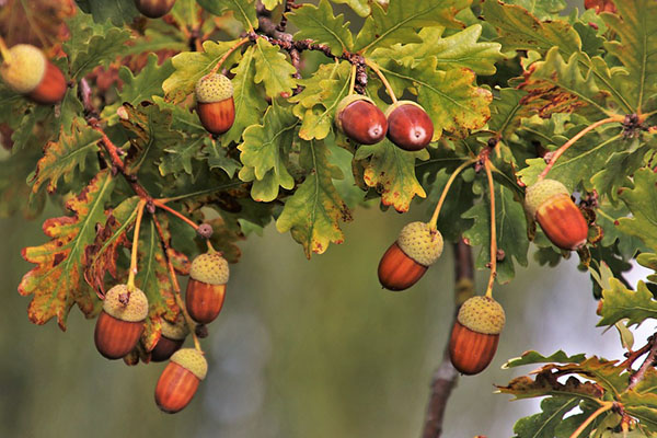 6 Best Cheap DIY Thanksgiving Decorations – 2018 List