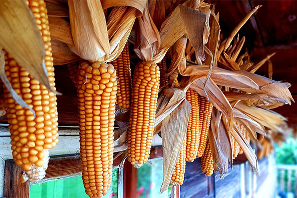 6 Best Cheap DIY Thanksgiving Decorations – 2018 List