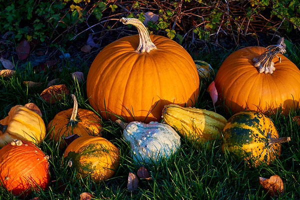 6 Best Cheap DIY Thanksgiving Decorations – 2018 List