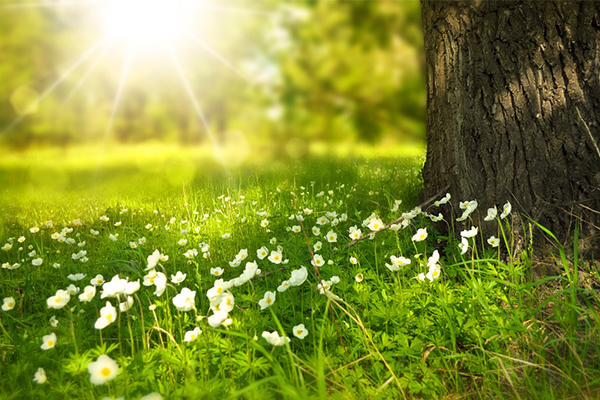 6 Best Cheap DIY Thanksgiving Decorations – 2018 List