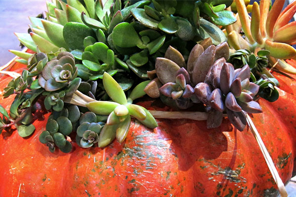 6 Best Thanksgiving Table Centerpieces You Can Make Yourself – 2018 List